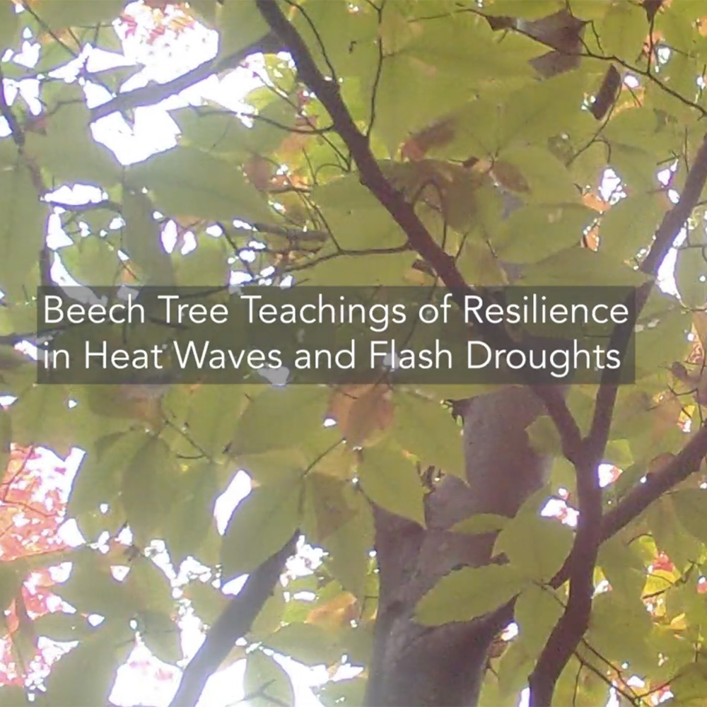 beech tree teachings (2024)